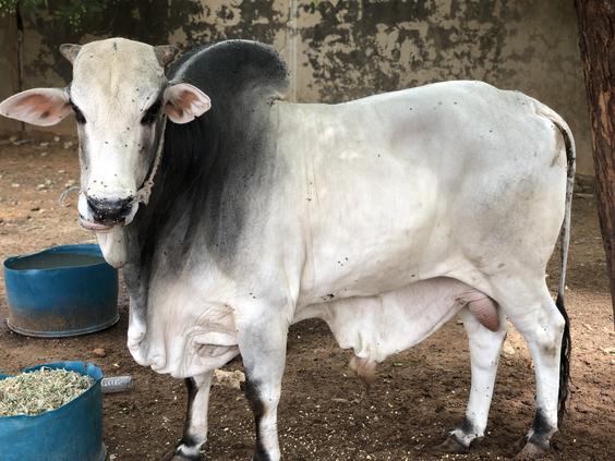 Sokoto Gudali/Bokolo Bull