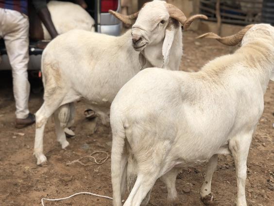 Balami Sheep 