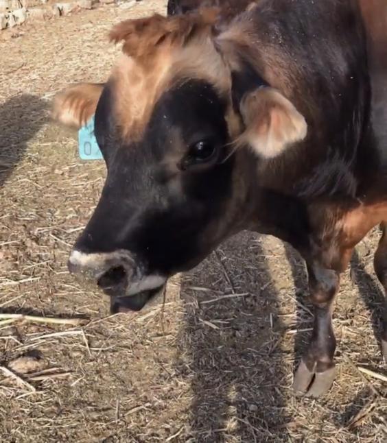 Jersey Cattle 