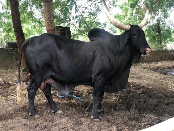 Red Bororo / Red fulani 