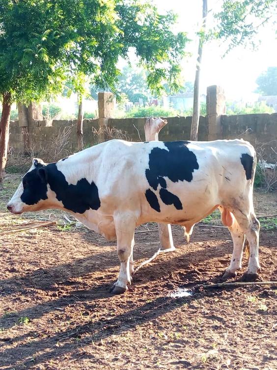 Holstein Fresian Cattle 